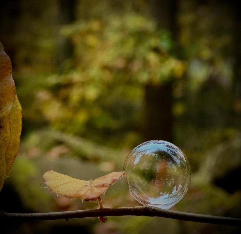 Seifenblase auf einem Ast im herbstlichen Wald